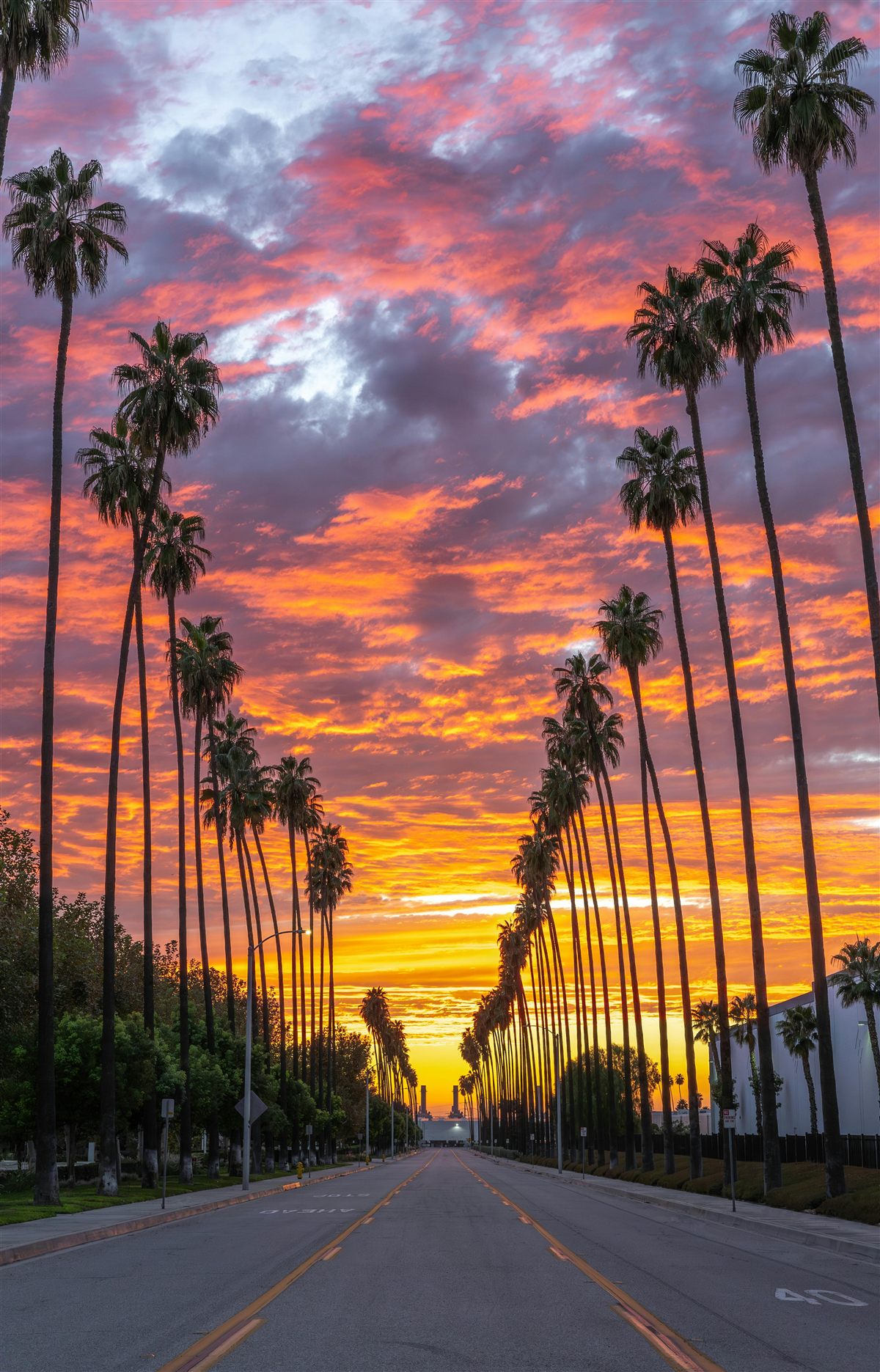 Palm-lined boulevard at sunset, Redlands California